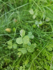 Medicago arabica