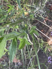 Verbena incompta