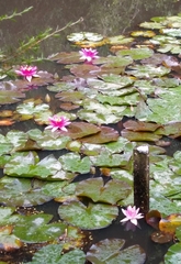Nymphaea rubra
