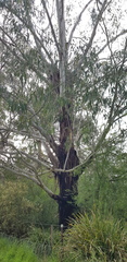 Eucalyptus ovata