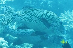 Plectorhinchus chaetodonoides