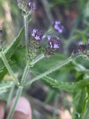 Verbena incompta