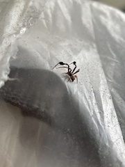 Stephanopis barbipes