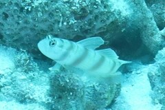 Amblyeleotris steinitzi