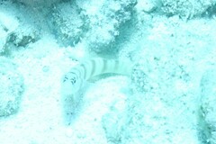 Amblyeleotris steinitzi