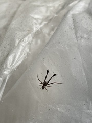 Stephanopis barbipes