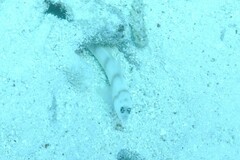 Amblyeleotris steinitzi