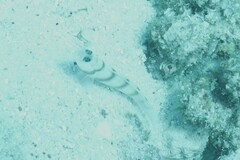 Amblyeleotris steinitzi