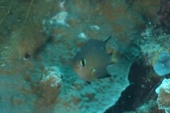 Pycnochromis atripes