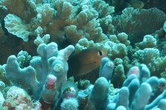 Pycnochromis atripes