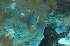 Pycnochromis atripes