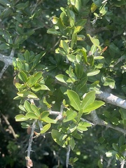 Hyperacanthus amoenus