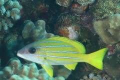 Lutjanus kasmira