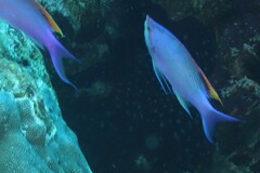 Mirolabrichthys tuka