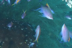 Mirolabrichthys tuka