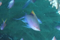 Mirolabrichthys tuka