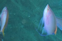 Mirolabrichthys tuka