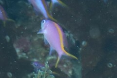 Mirolabrichthys tuka