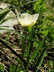 Ranunculus kuepferi