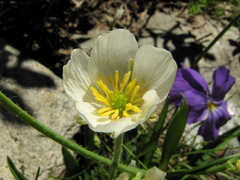 Ranunculus kuepferi