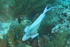 Acanthurus blochii