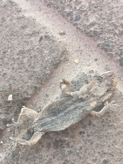 Tarentola delalandii