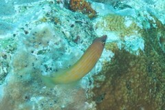 Pseudocheilinus octotaenia