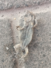 Tarentola delalandii