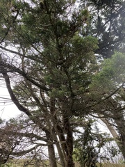 Cupressus macrocarpa