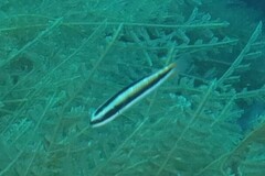 Thalassoma amblycephalus
