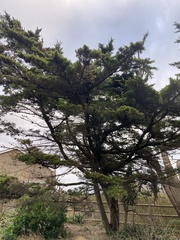 Cupressus macrocarpa