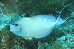 Acanthurus blochii