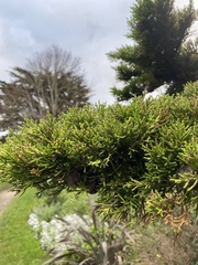 Cupressus macrocarpa