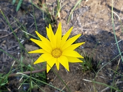 Gazania krebsiana