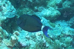Acanthurus blochii