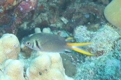 Chromis xanthura