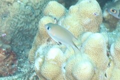 Pycnochromis amboinensis