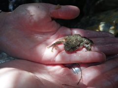 Heleophryne purcelli