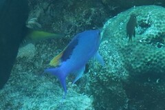 Mirolabrichthys tuka