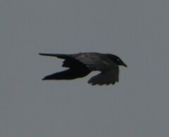 Corvus mellori