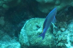 Mirolabrichthys tuka