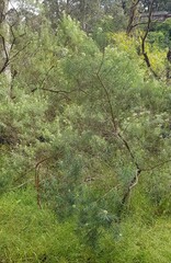 Ozothamnus ferrugineus