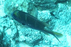 Monotaxis heterodon
