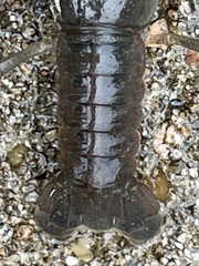 Fallicambarus macneesei