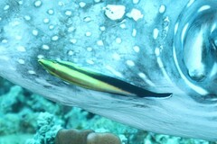 Labroides pectoralis