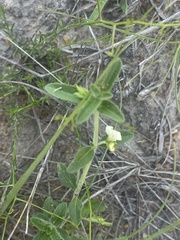 Justicia anagalloides