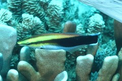 Labroides pectoralis