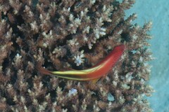 Paracirrhites forsteri