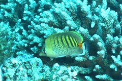 Chaetodon punctatofasciatus