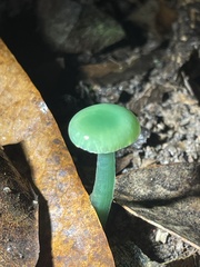 Gliophorus